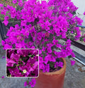 Violet September Bougainvillea Plant  (Pack Of 1)