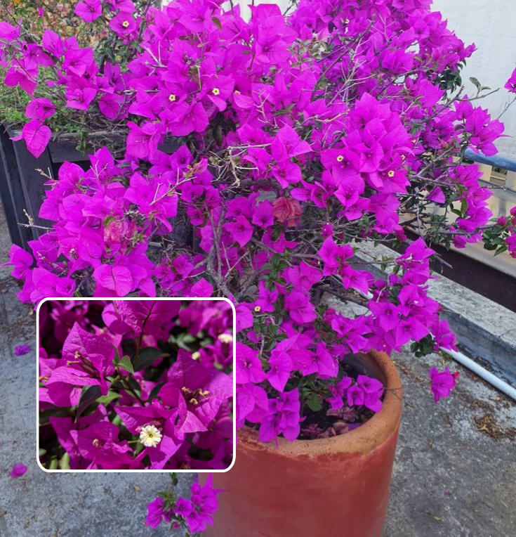 Violet September Bougainvillea Plant  (Pack Of 1)