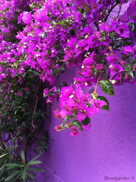 Violet September Bougainvillea Plant  (Pack Of 1)