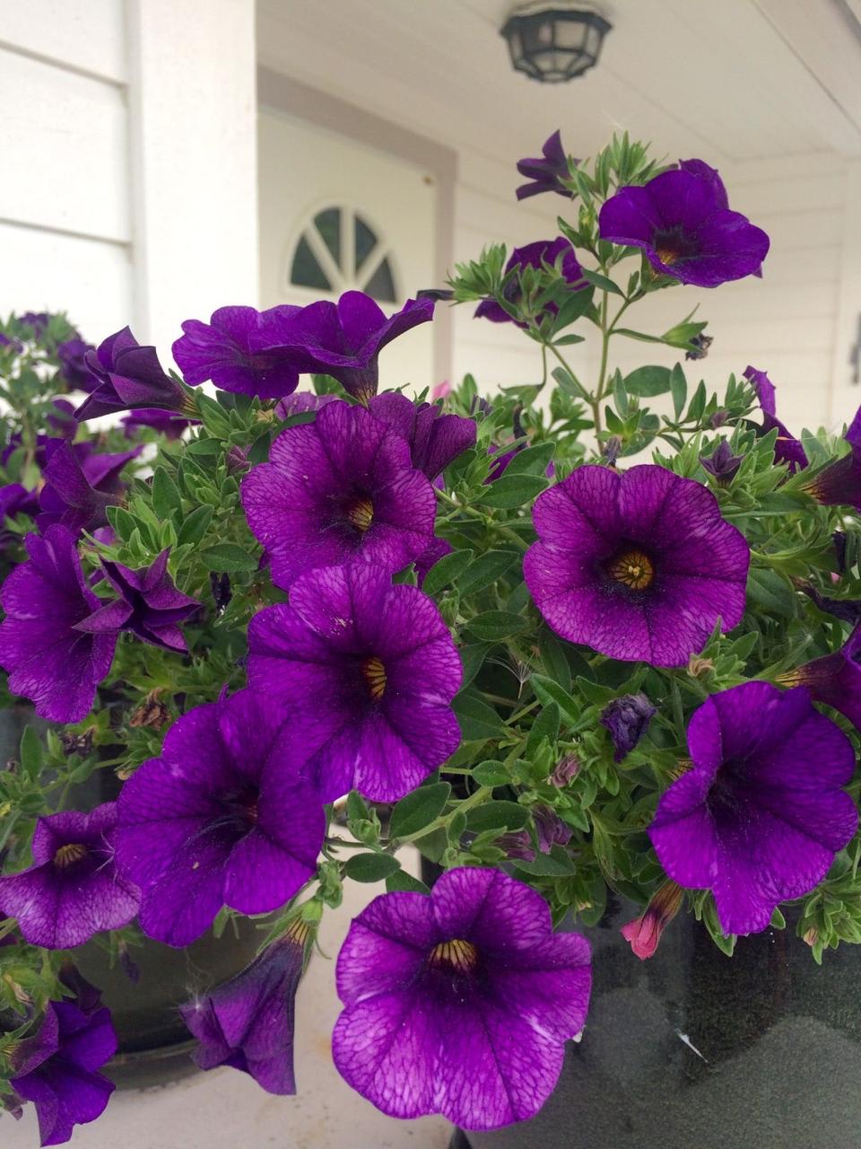 Purple Petunia Flower Plant (Pack Of-1 )