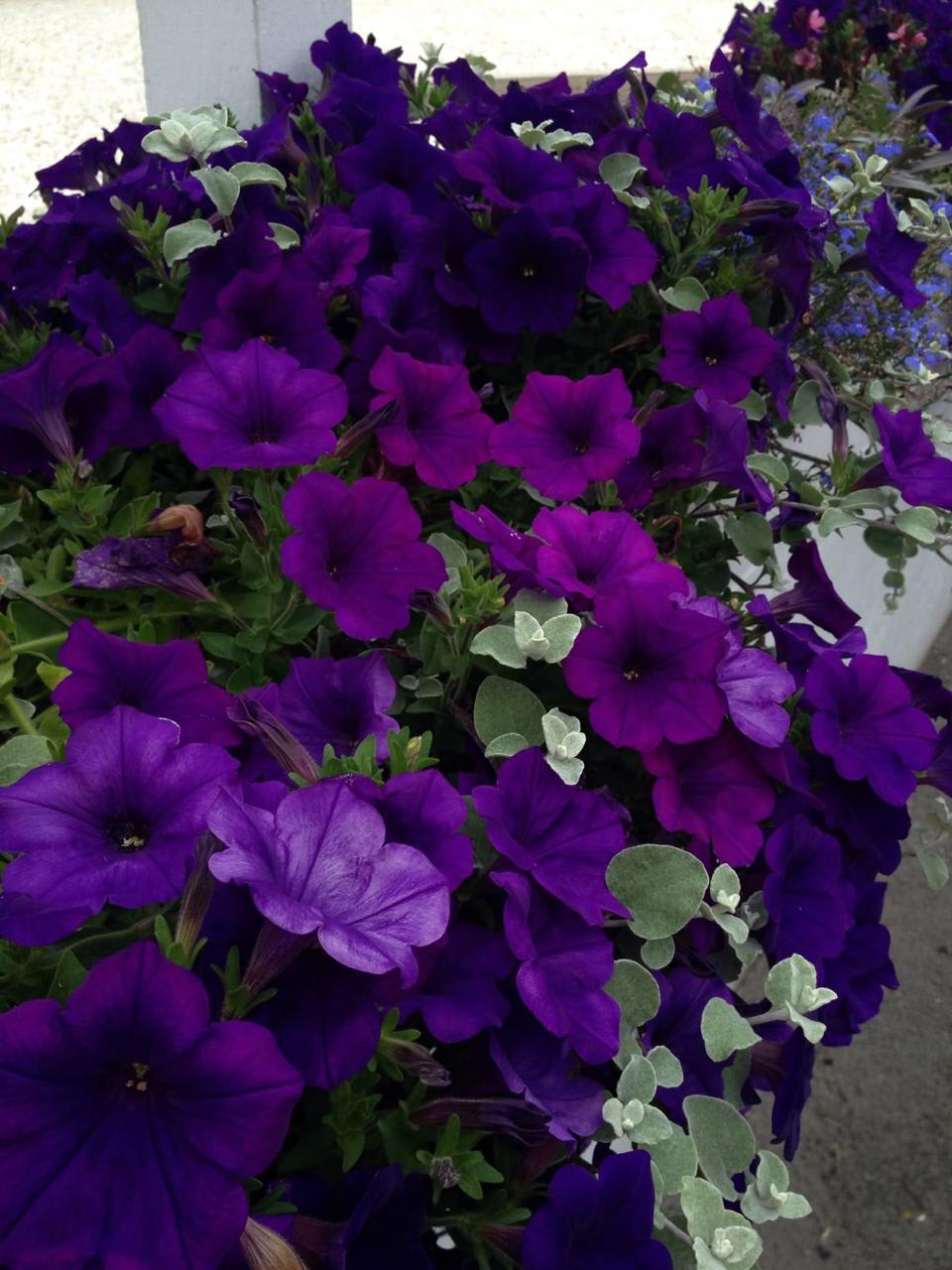 Purple Petunia Flower Plant (Pack Of-1 )