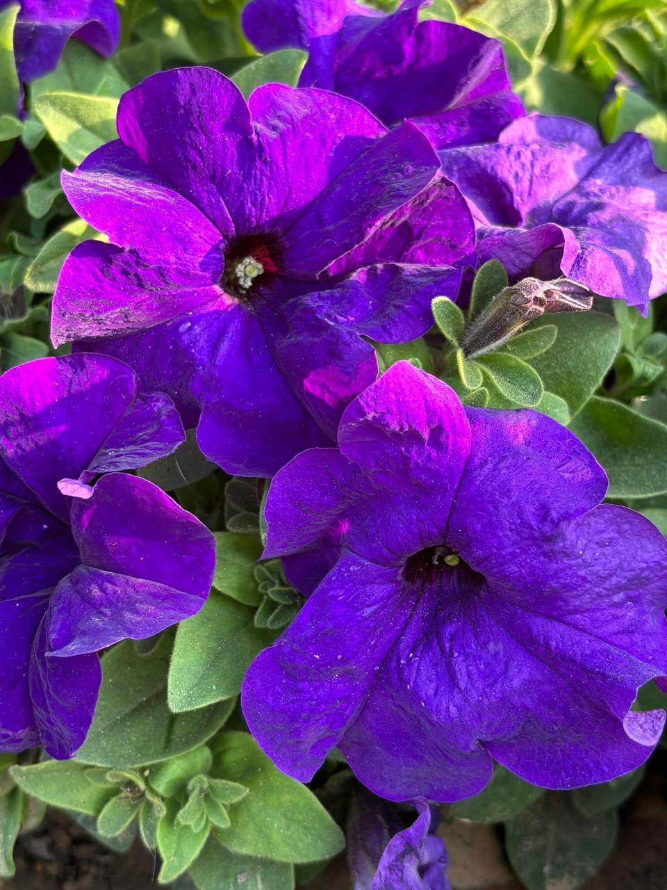 Purple Petunia Flower Plant (Pack Of-1 )