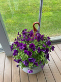 Purple Petunia Flower Plant (Pack Of-1 )