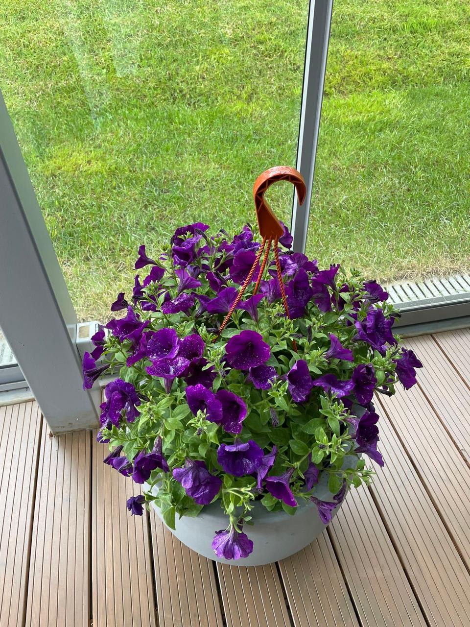 Purple Petunia Flower Plant (Pack Of-1 )