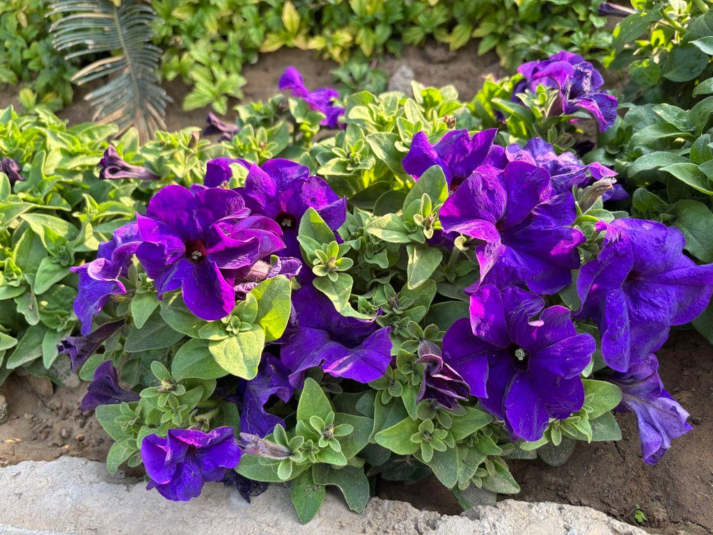 Purple Petunia Flower Plant (Pack Of-1 )