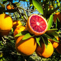 Hybrid Moro Blood Orange 🍊🍊🍊 Grafting Fruit Plant (Pack Of-1 )
