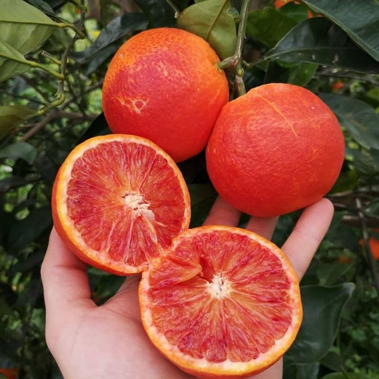 Hybrid Moro Blood Orange 🍊🍊🍊 Grafting Fruit Plant (Pack Of-1 )