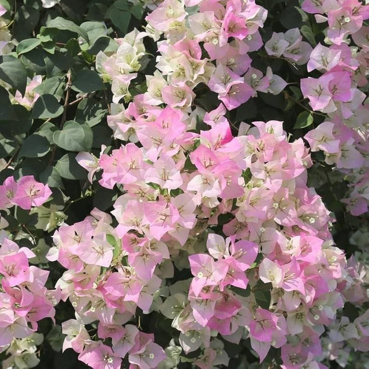 Hybrid Bougainvillea Coconut Ice Flower Plant (Pack Of-1 )