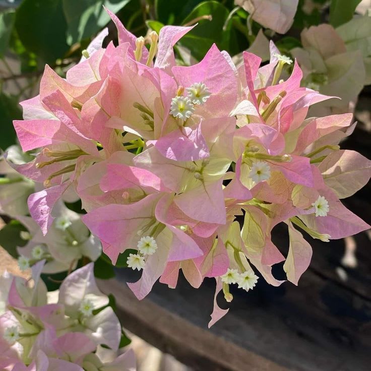 Hybrid Bougainvillea Coconut Ice Flower Plant (Pack Of-1 )