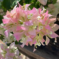 Hybrid Bougainvillea Coconut Ice Flower Plant (Pack Of-1 )