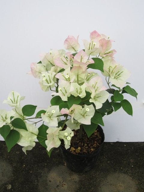 Hybrid Bougainvillea Coconut Ice Flower Plant (Pack Of-1 )
