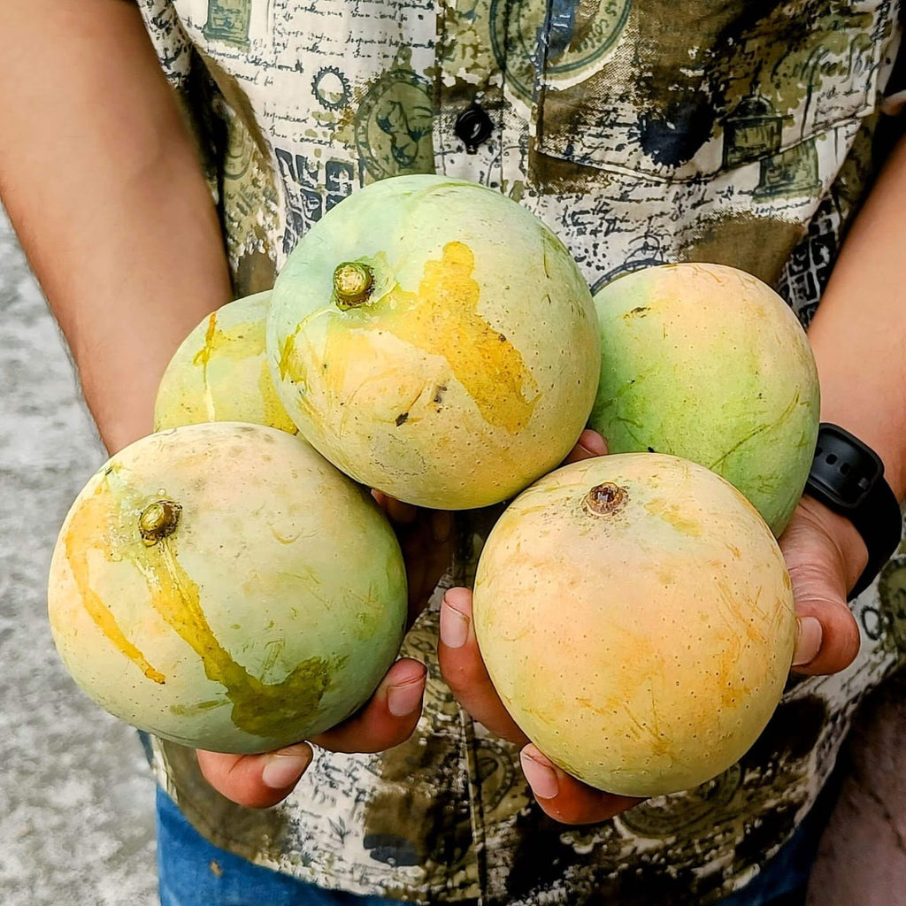 Gobindobhog Mango Fruit Plant (Hybrid & Grafting ) Pack Of-1