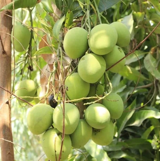 Gobindobhog Mango Fruit Plant (Hybrid & Grafting ) Pack Of-1