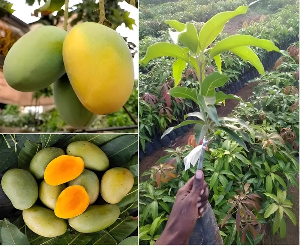 Gobindobhog Mango Fruit Plant (Hybrid & Grafting ) Pack Of-1