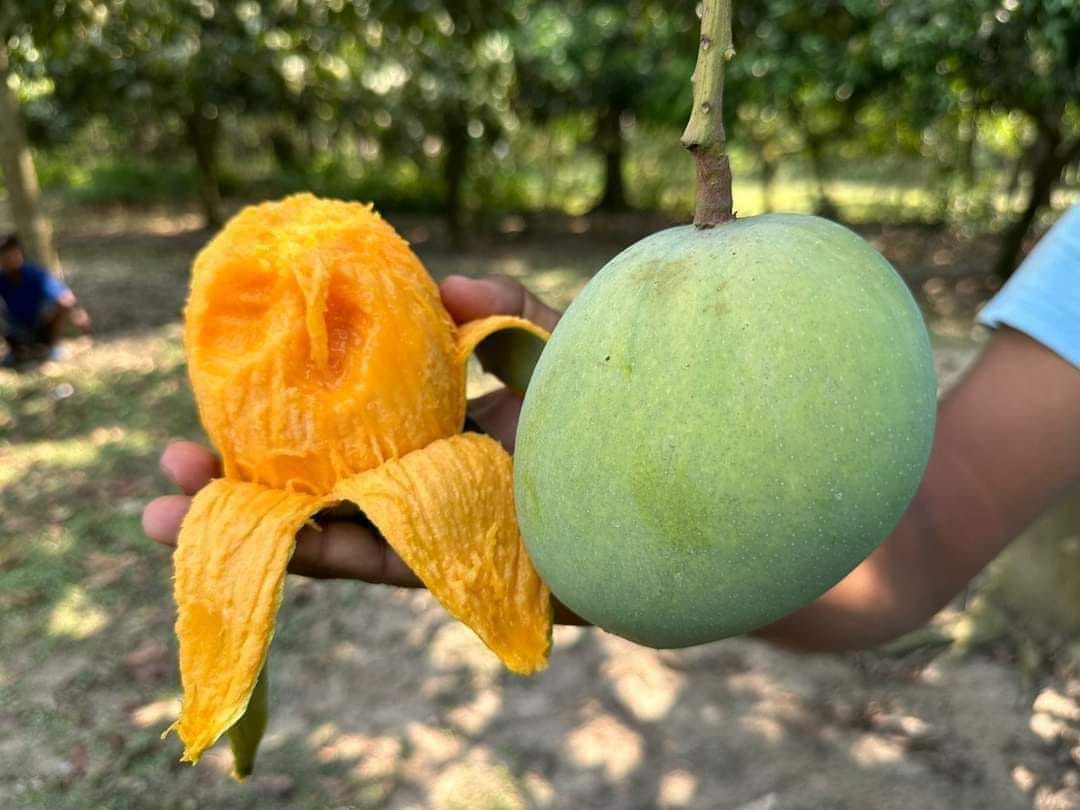 Gobindobhog Mango Fruit Plant (Hybrid & Grafting ) Pack Of-1