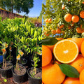 Yellow Malta Orange Fruit Plant (Hybrid & Grafting) Pack Of-1