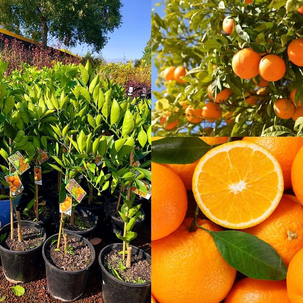 Yellow Malta Orange Fruit Plant (Hybrid & Grafting) Pack Of-1