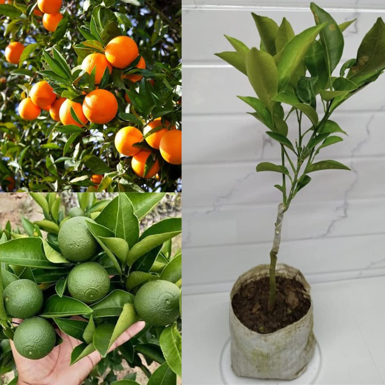 Yellow Malta Orange Fruit Plant (Hybrid & Grafting) Pack Of-1