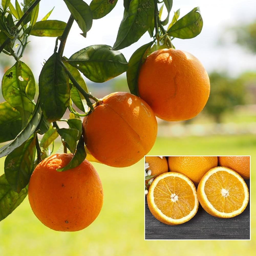 Yellow Malta Orange Fruit Plant (Hybrid & Grafting) Pack Of-1
