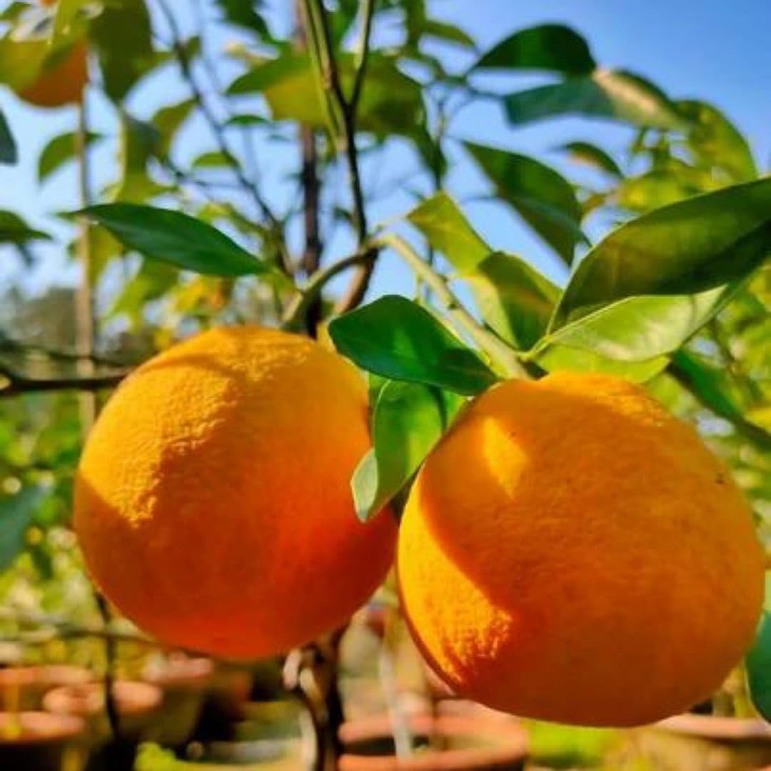 Yellow Malta Orange Fruit Plant (Hybrid & Grafting) Pack Of-1