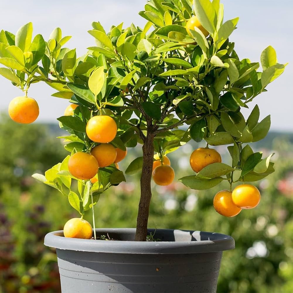 Yellow Malta Orange Fruit Plant (Hybrid & Grafting) Pack Of-1