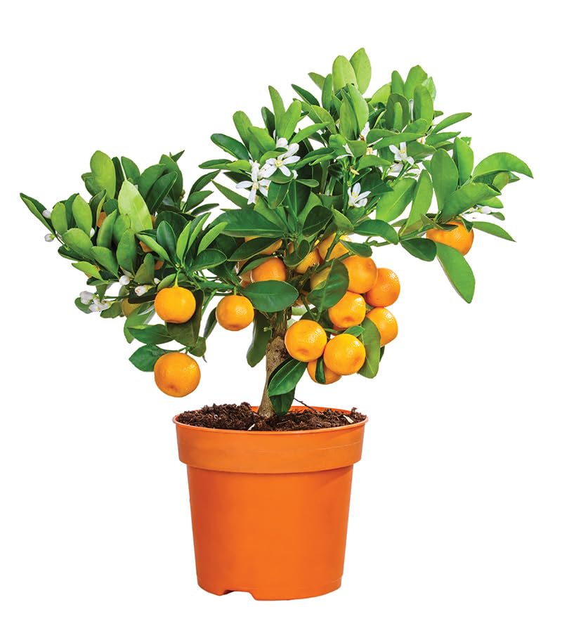 Yellow Malta Orange Fruit Plant (Hybrid & Grafting) Pack Of-1