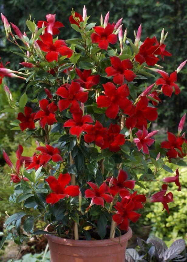 Hybrid Mandevilla Red Flower Plant (Pack Of-1)
