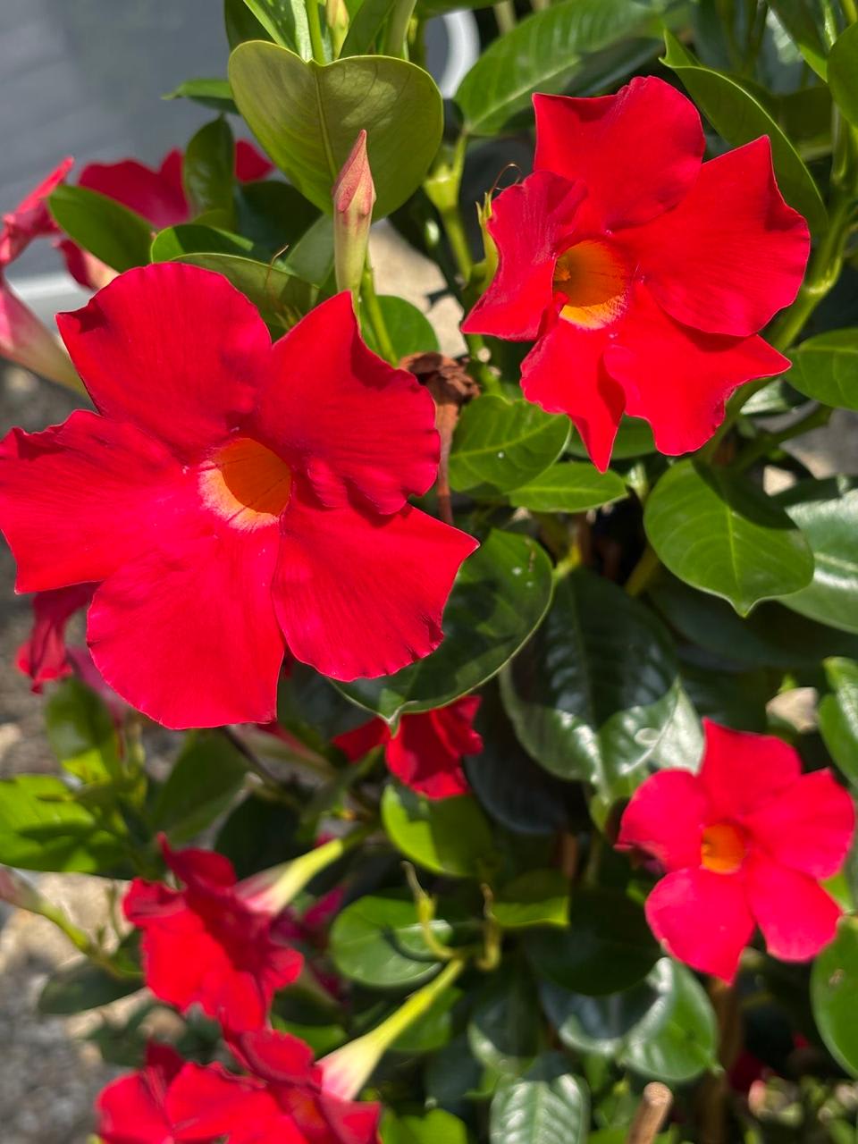 Hybrid Mandevilla Red Flower Plant (Pack Of-1)