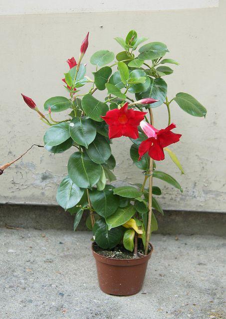 Hybrid Mandevilla Red Flower Plant (Pack Of-1)