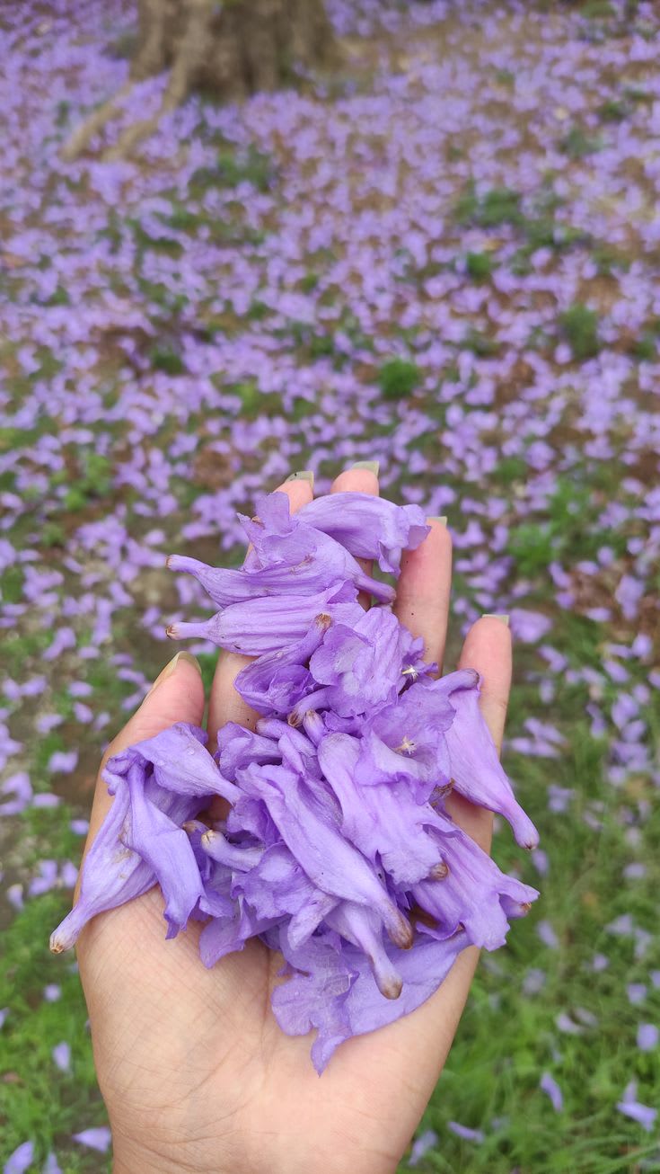 Jacaranda Flower Plant 🪻🪻🪻 (Pack Of-1)