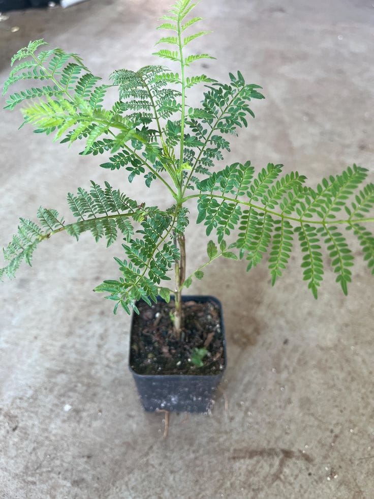 Jacaranda Flower Plant 🪻🪻🪻 (Pack Of-1)