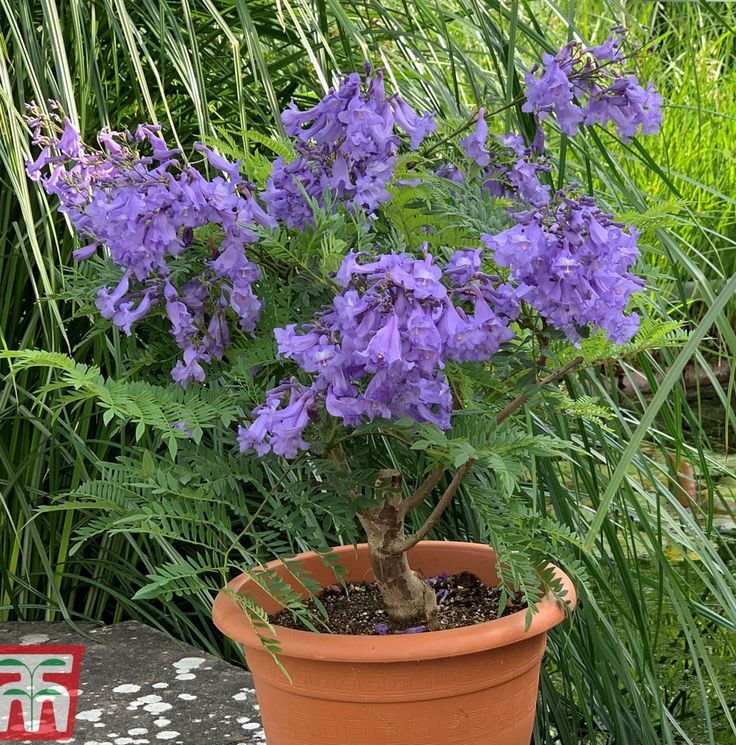 Jacaranda Flower Plant 🪻🪻🪻 (Pack Of-1)