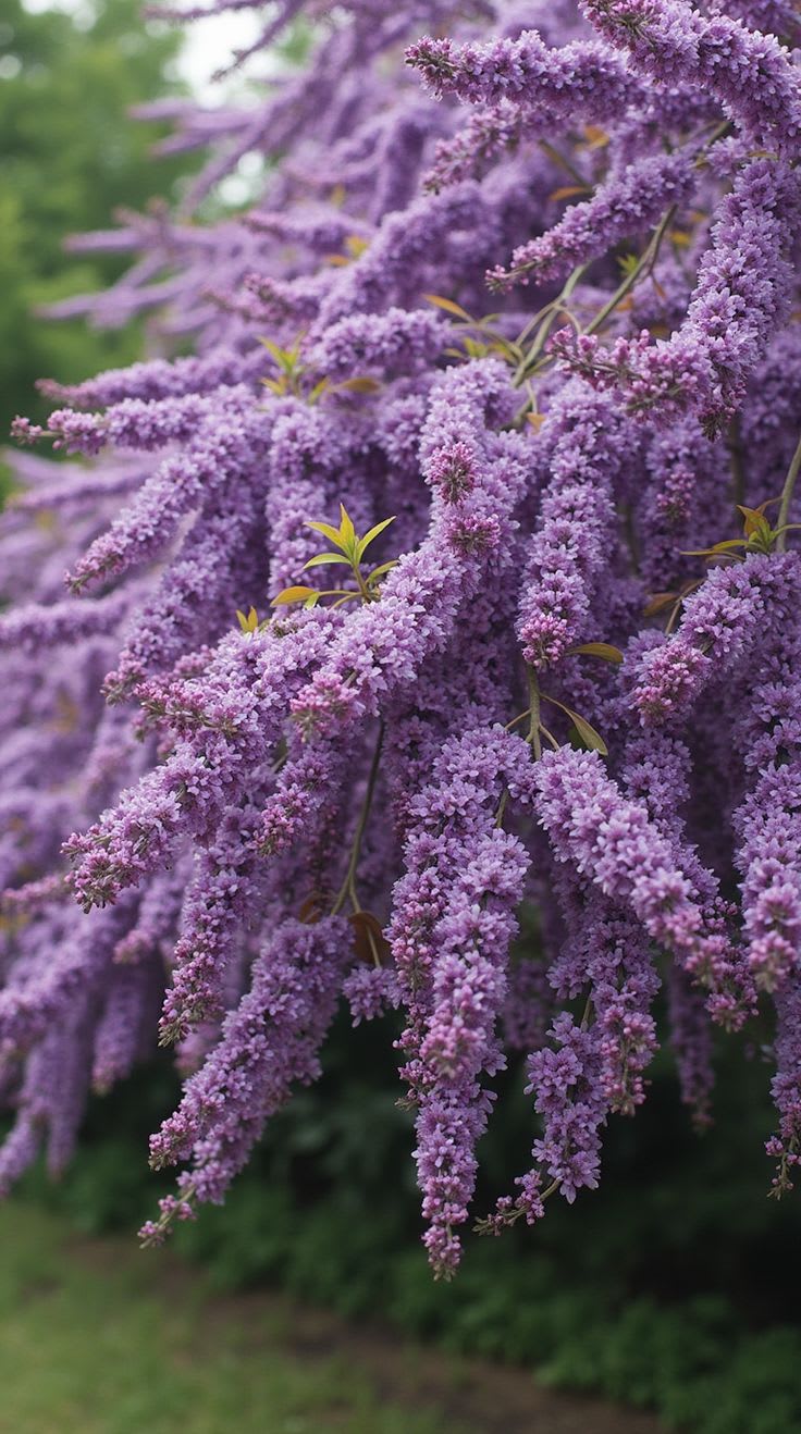 Jacaranda Flower Plant 🪻🪻🪻 (Pack Of-1)