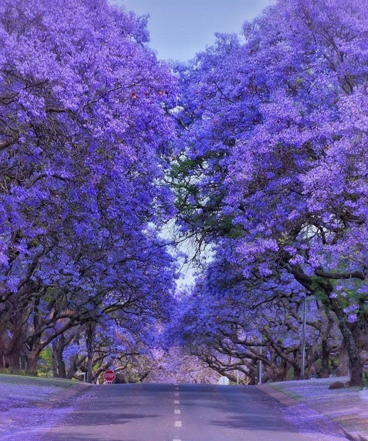 Jacaranda Flower Plant 🪻🪻🪻 (Pack Of-1)