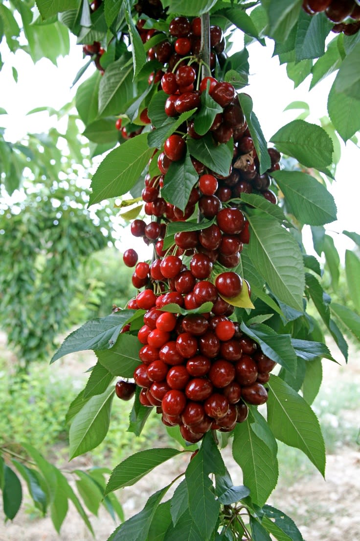 Hybrid Sweet Japanese Cherry🍒🍒Grafting Fruit Plant (Pack Of-1)