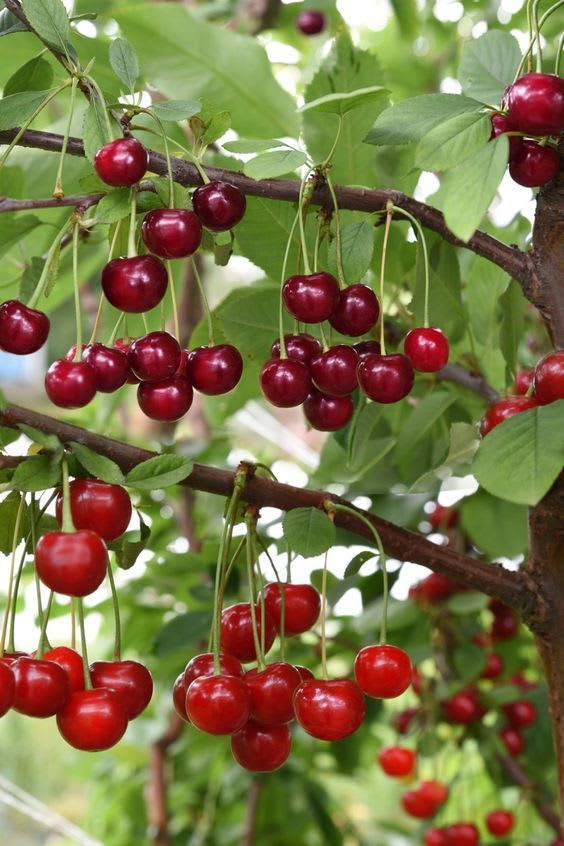Hybrid Sweet Japanese Cherry🍒🍒Grafting Fruit Plant (Pack Of-1)