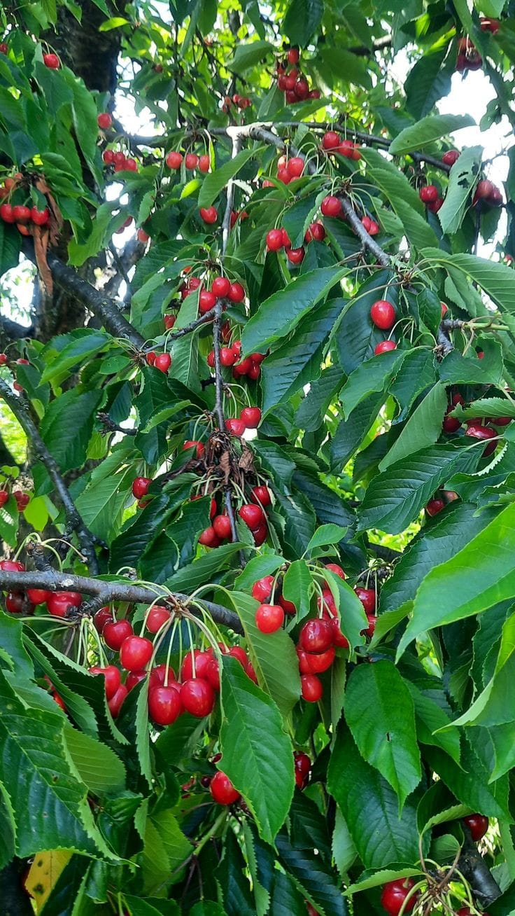 Hybrid Sweet Japanese Cherry🍒🍒Grafting Fruit Plant (Pack Of-1)