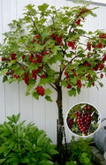 Hybrid Sweet Japanese Cherry🍒🍒Grafting Fruit Plant (Pack Of-1)