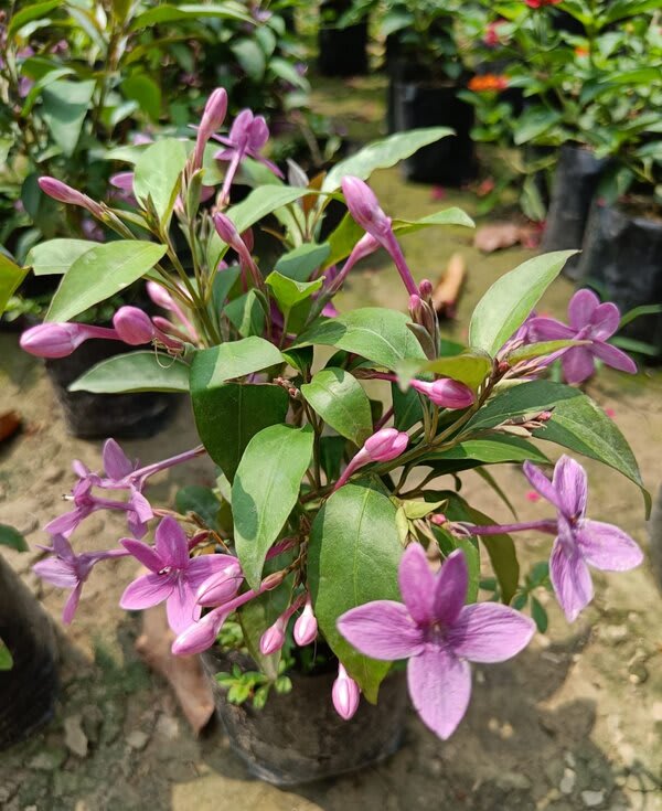 Hybrid Blue Tagar Flower Plant ( Pack Of-1 )