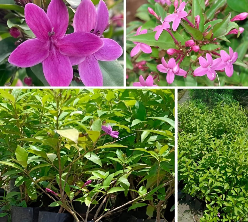 Hybrid Blue Tagar Flower Plant ( Pack Of-1 )