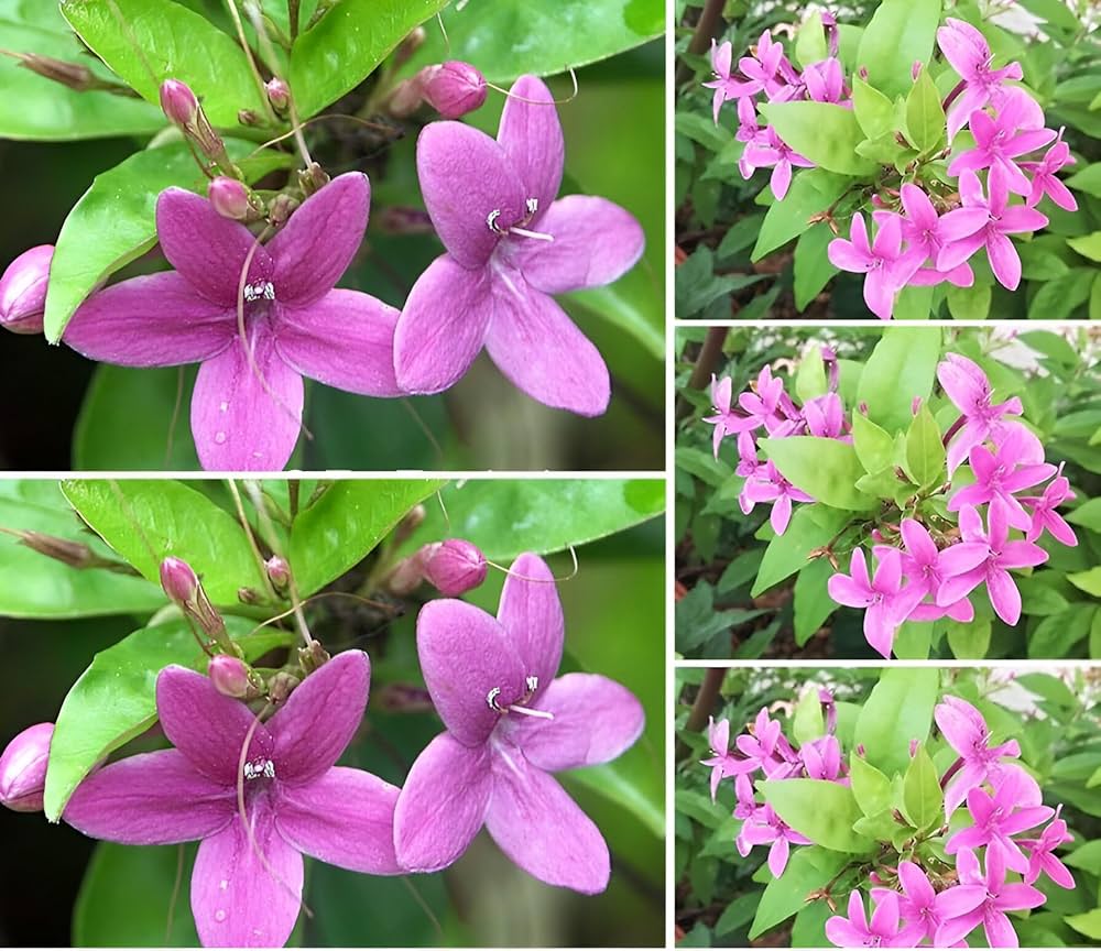 Hybrid Blue Tagar Flower Plant ( Pack Of-1 )