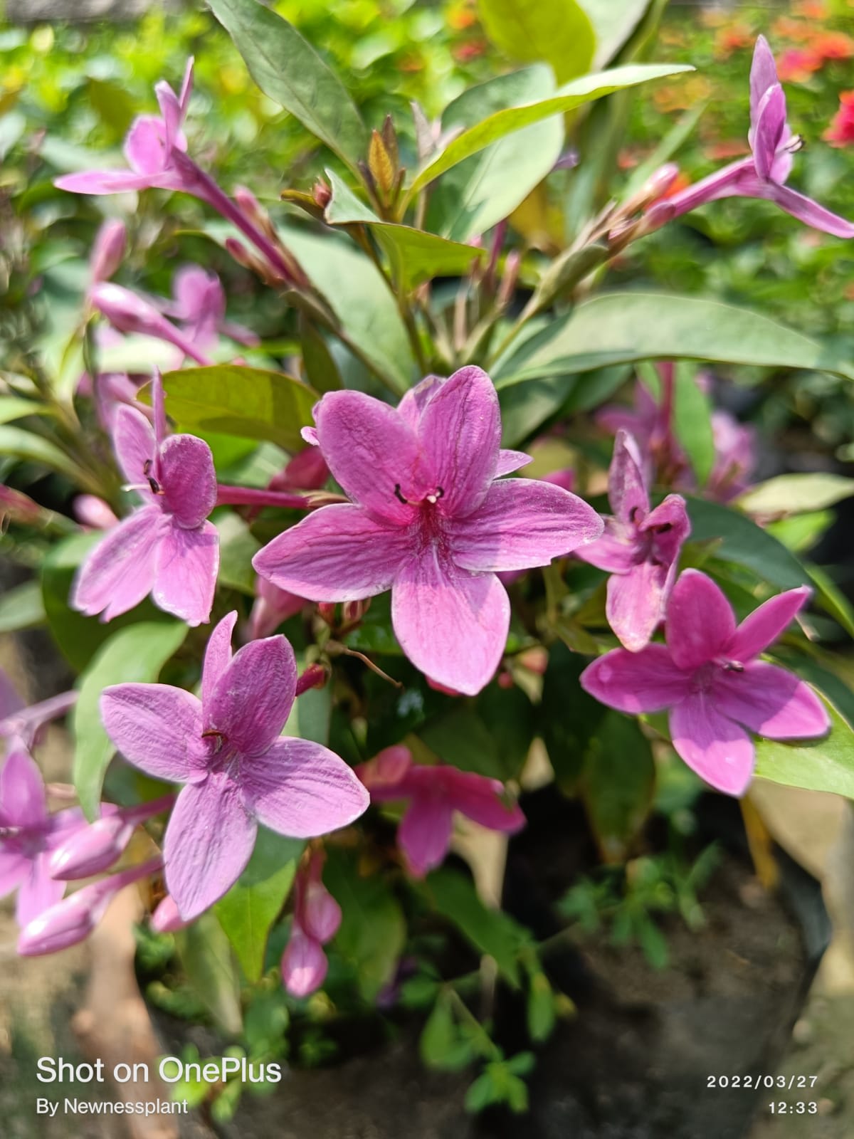 Hybrid Blue Tagar Flower Plant ( Pack Of-1 )