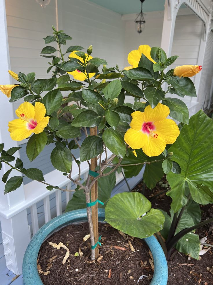 Yellow Thoka Hibiscus Plant  (Pack Of 1)