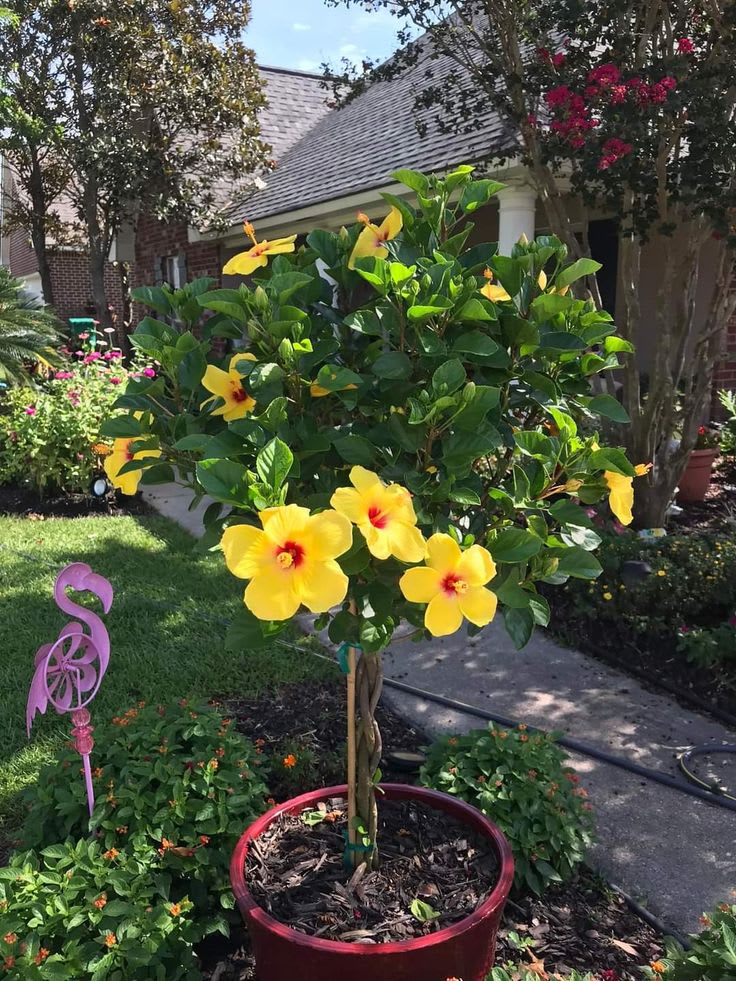 Yellow Thoka Hibiscus Plant  (Pack Of 1)