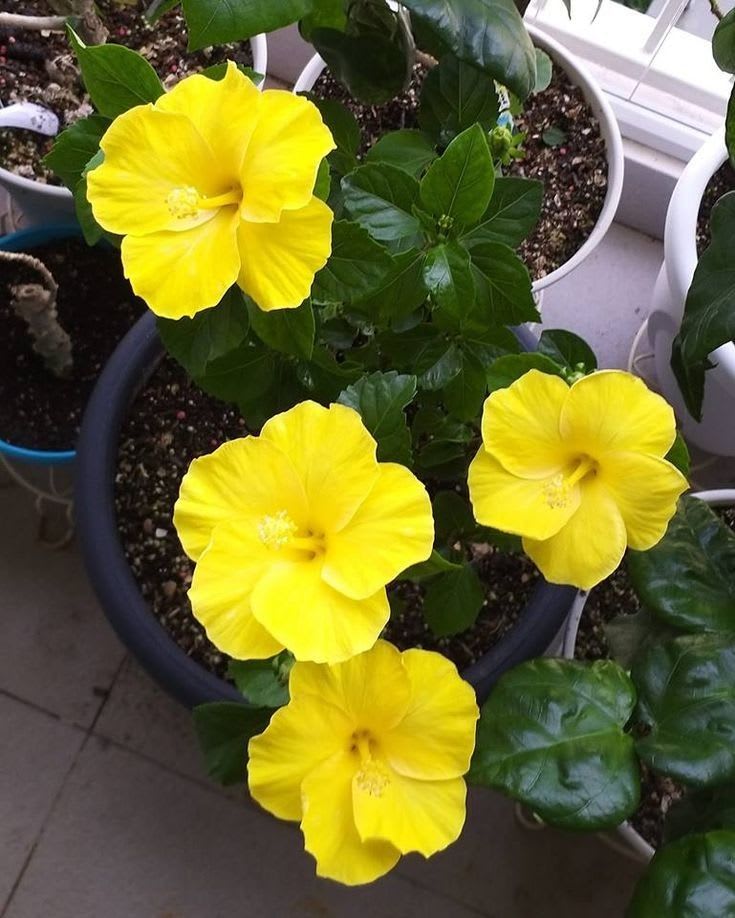 Yellow Thoka Hibiscus Plant  (Pack Of 1)