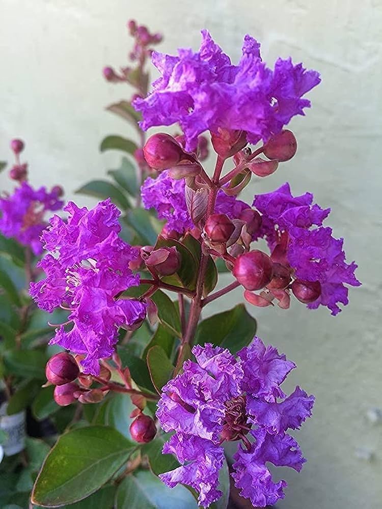 Hybrid Furush Flower 🪻🪻🪻 Plant (Pack Of 1)