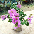 Hybrid Furush Flower 🪻🪻🪻 Plant (Pack Of 1)
