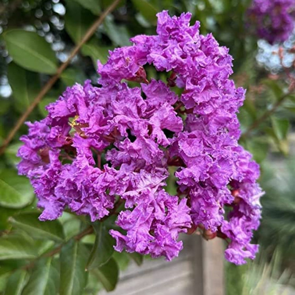 Hybrid Furush Flower 🪻🪻🪻 Plant (Pack Of 1)