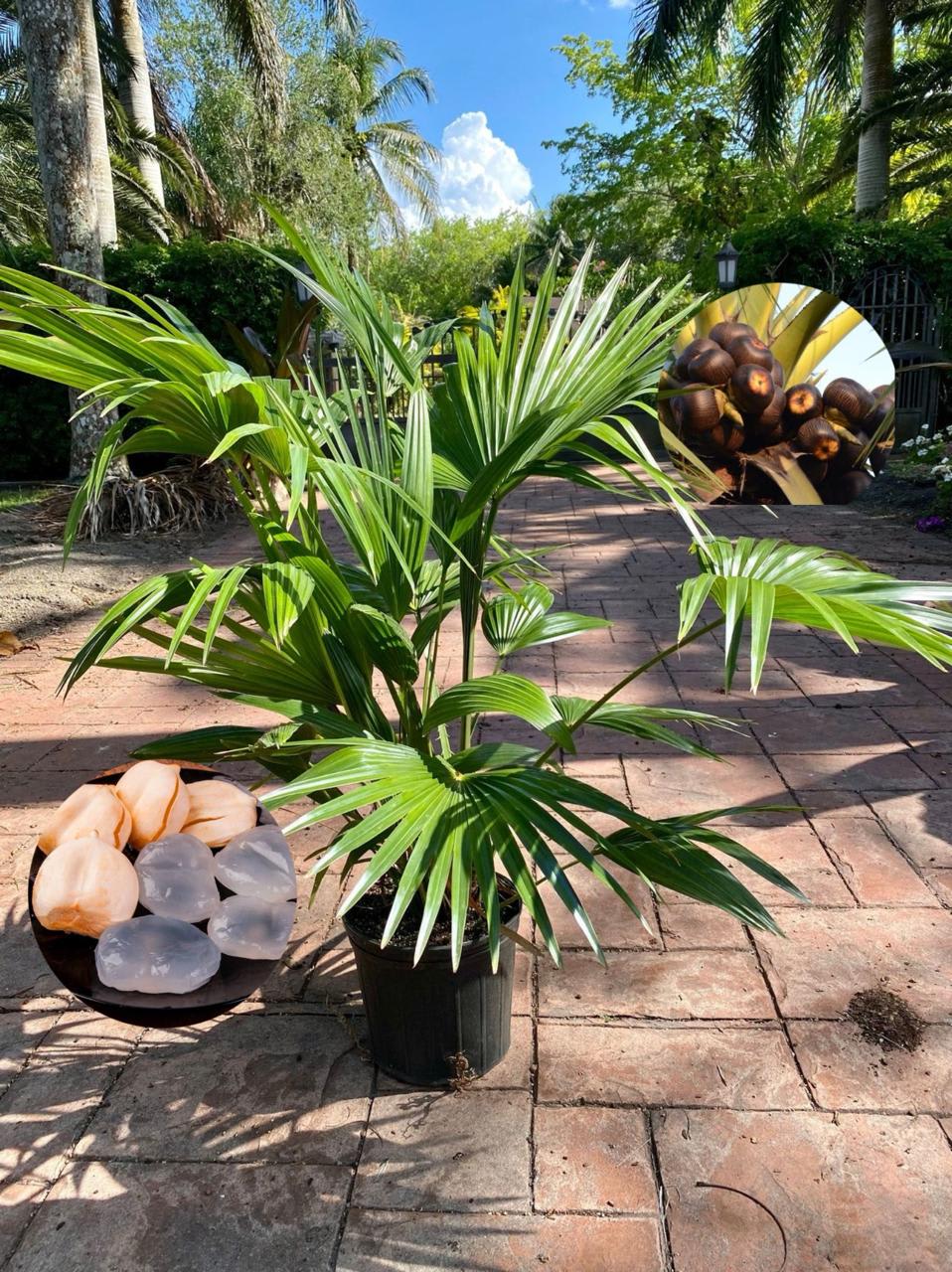 Hybrid Palm Fruit Plant (Pack Of-1 )
