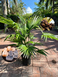 Hybrid Palm Fruit Plant (Pack Of-1 )